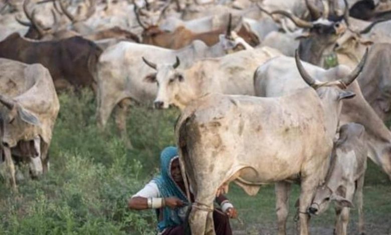 भोपाल में एक व्यक्ति पर गाय के साथ अप्राकृतिक यौन संबंध बनाने का मामला दर्ज किया गया है